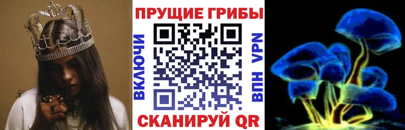Псилоцибиновые грибы Psilocybine cubensis  дарнет шоп  Тайшет 